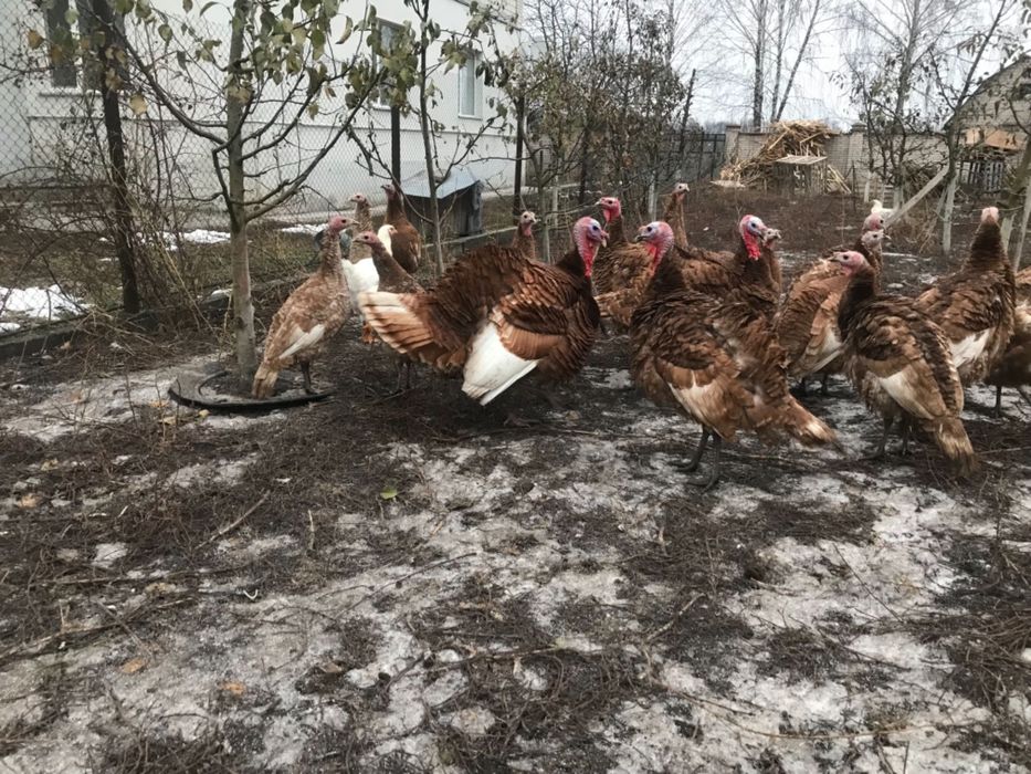 продам індики порода Бурбон (яйця , індичата. На смс не відповідаю