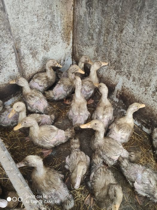 Kaczki Pekin do dalszego chowu