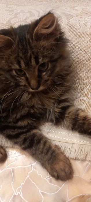 Кошенятко добре.