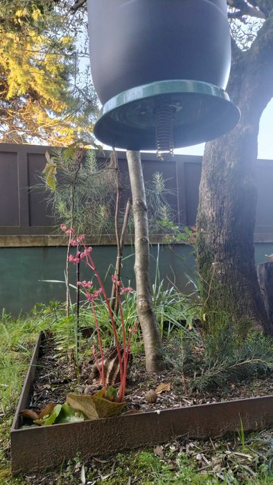 Comedouro Perdiz Coelho