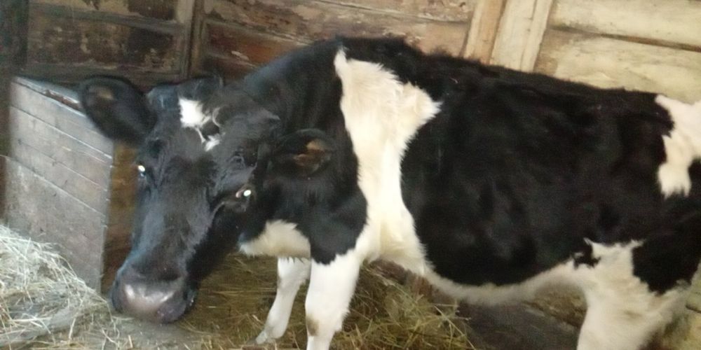 Продам телицю на корову