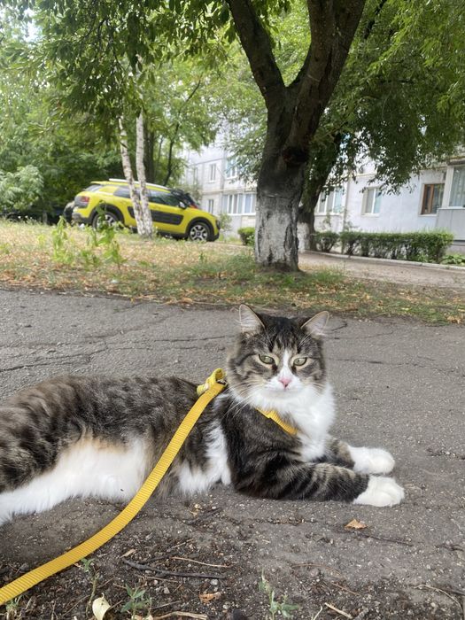 Віддам кота у добрі руки