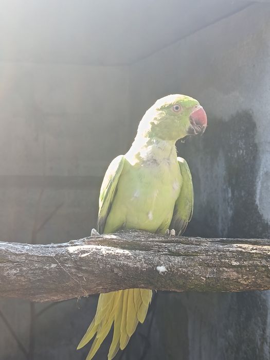 Ring necks verde 2026