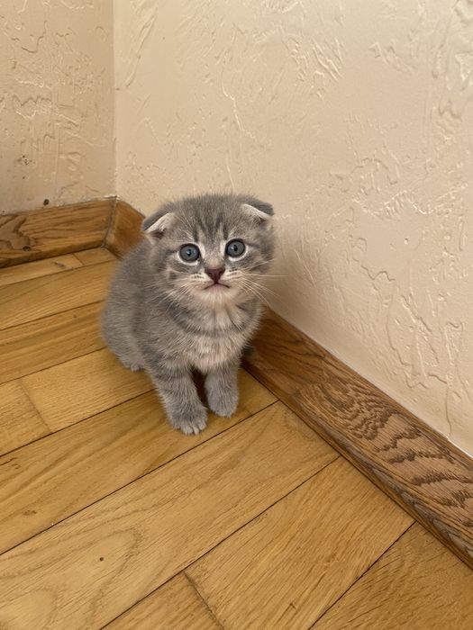 Шотландські висловухі кошенята