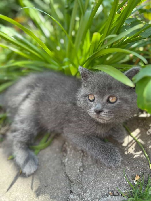 Кошеня британське прямовухе