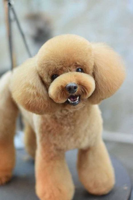 Стрижка собак і котиків. Грумінг , з виїздом до вас додому .