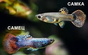 Гуппи Гуппі (Poecilia reticulata)
