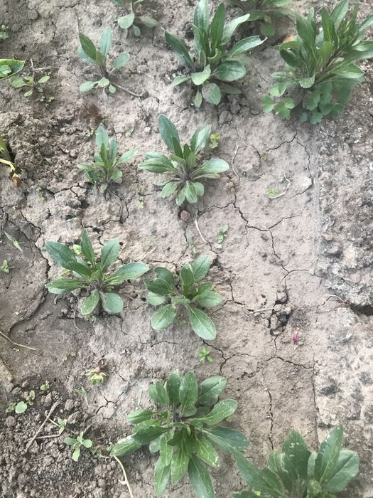 Голуба ромашка багаторічна