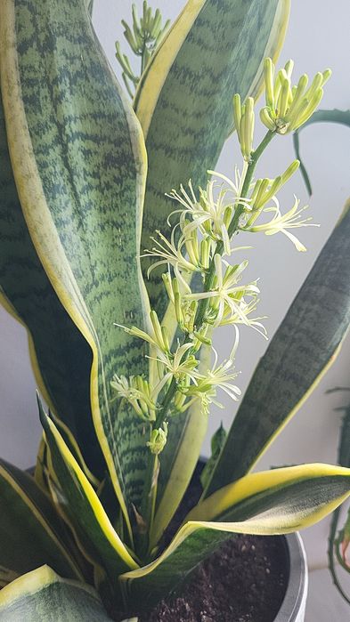 Продам Сансевієрія Black gold