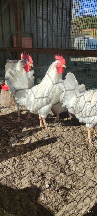 Jajka lęgowe leghorn