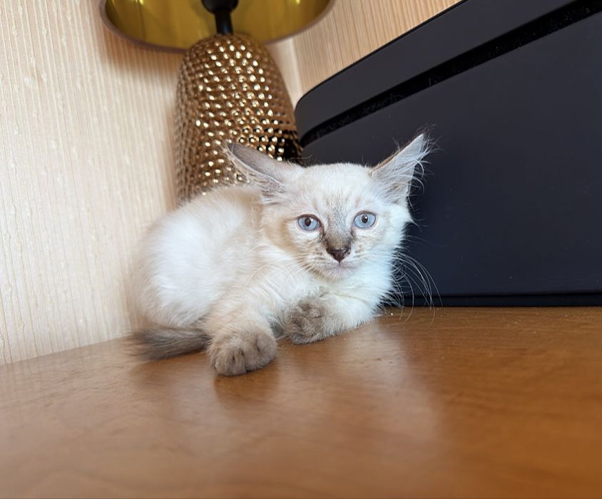 Балинезийские котята )