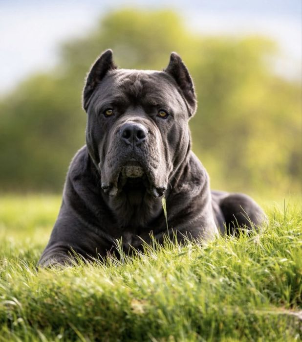 Львівська еліта-Cane corso