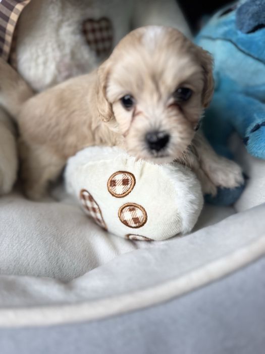 Maltipoo chlopczyk