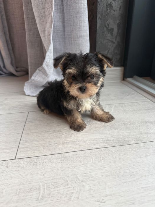 Szczeniaki morkie