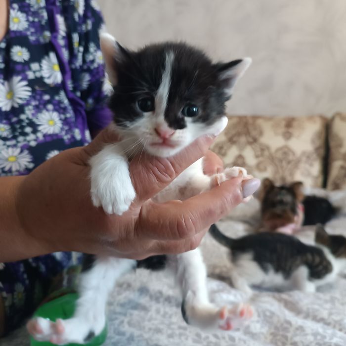 Відаю кошенят у добрі руки