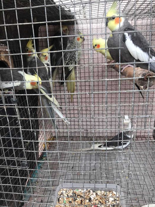 Várias aves disponíveis