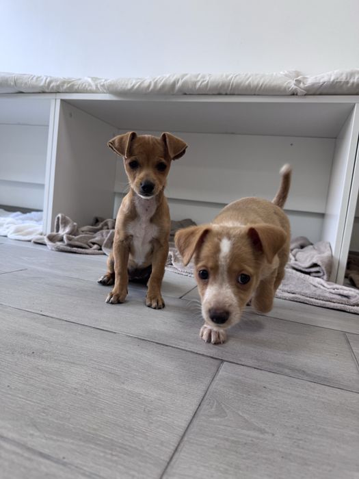 Yara - xPinscher, 3.5 meses, 1.2kg