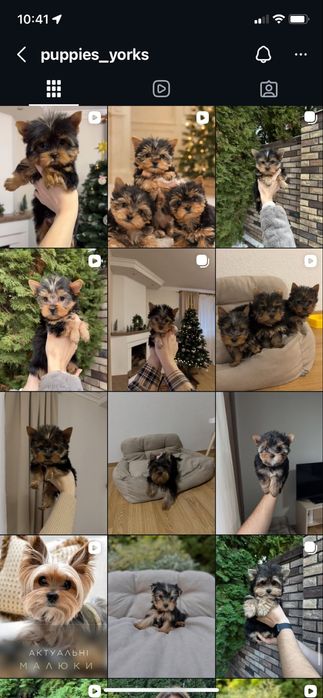 Дівчинка йорк міні