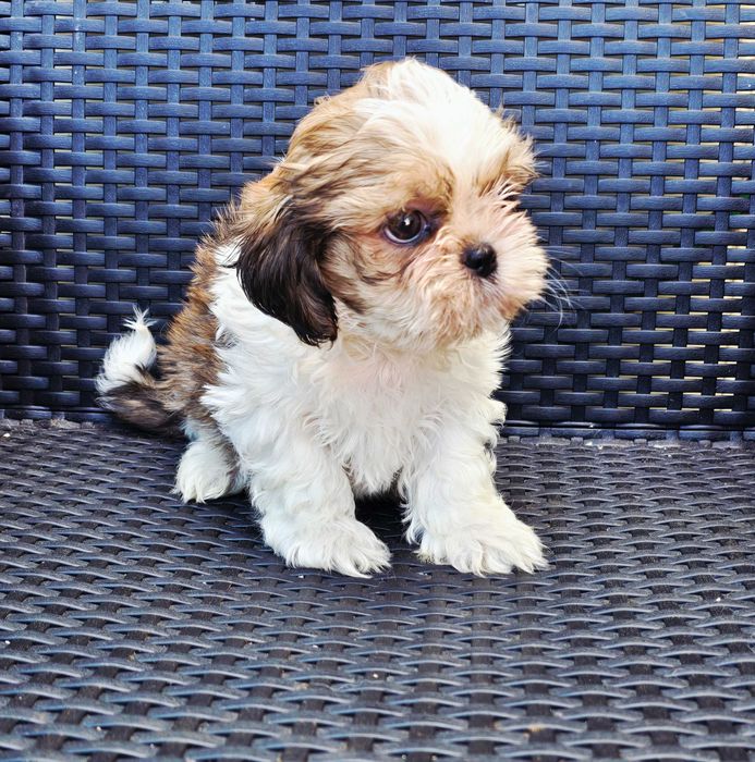 Shih Tzu Macho Faço ENTREGA