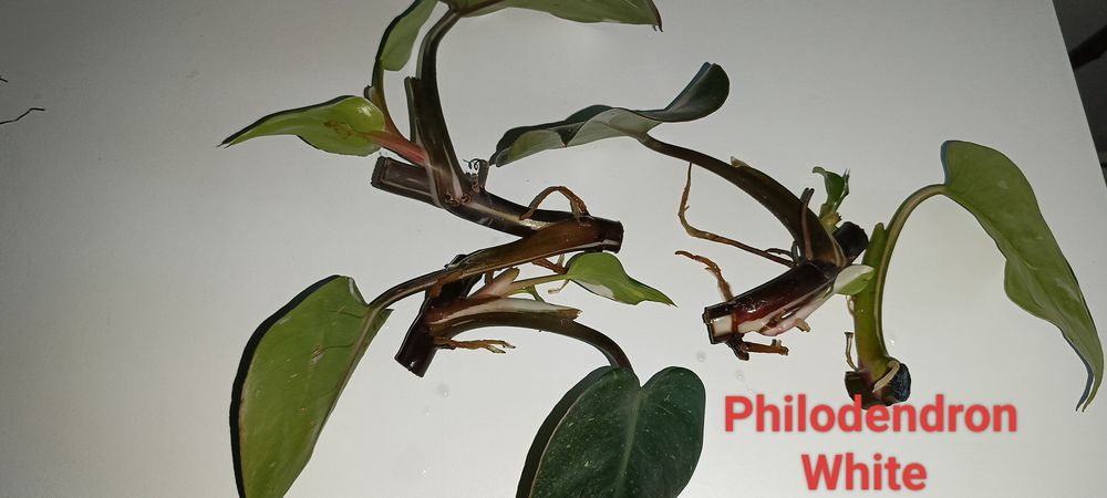 Epipremnum / philodendron
