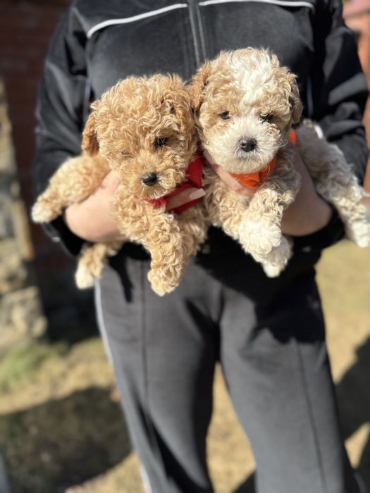 Шикарні мальтипу чіповані