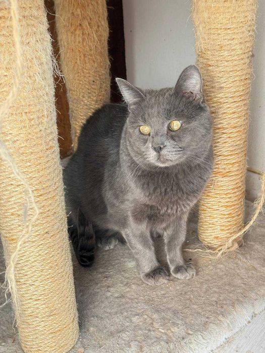 красивий ніжний кіт,котик