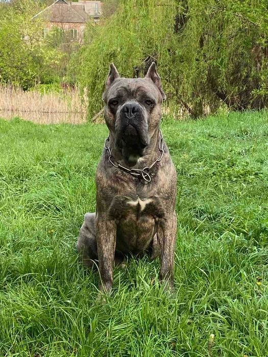 Продаються цуценята канекорсо