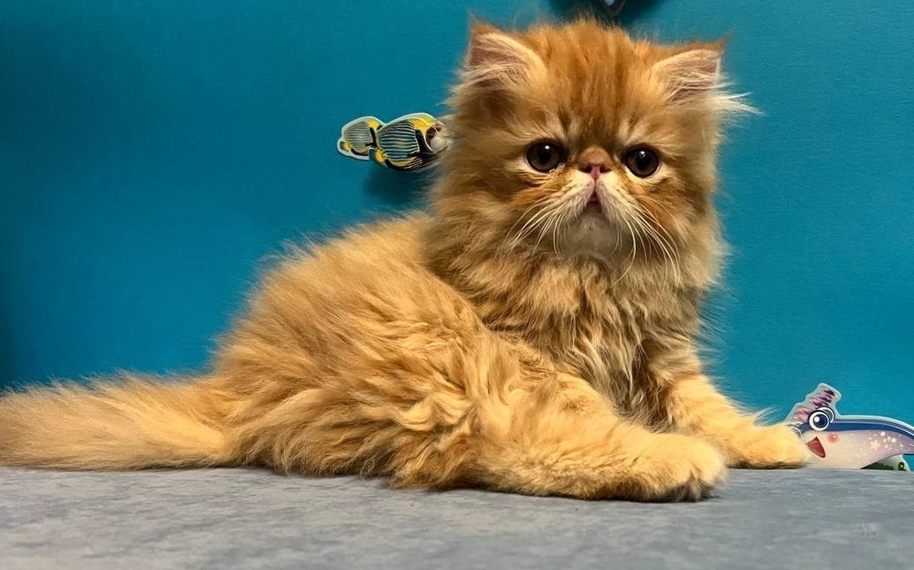 Персидське кошеня