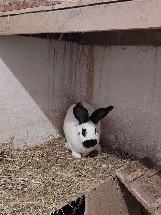Królik srokacz niemiecki