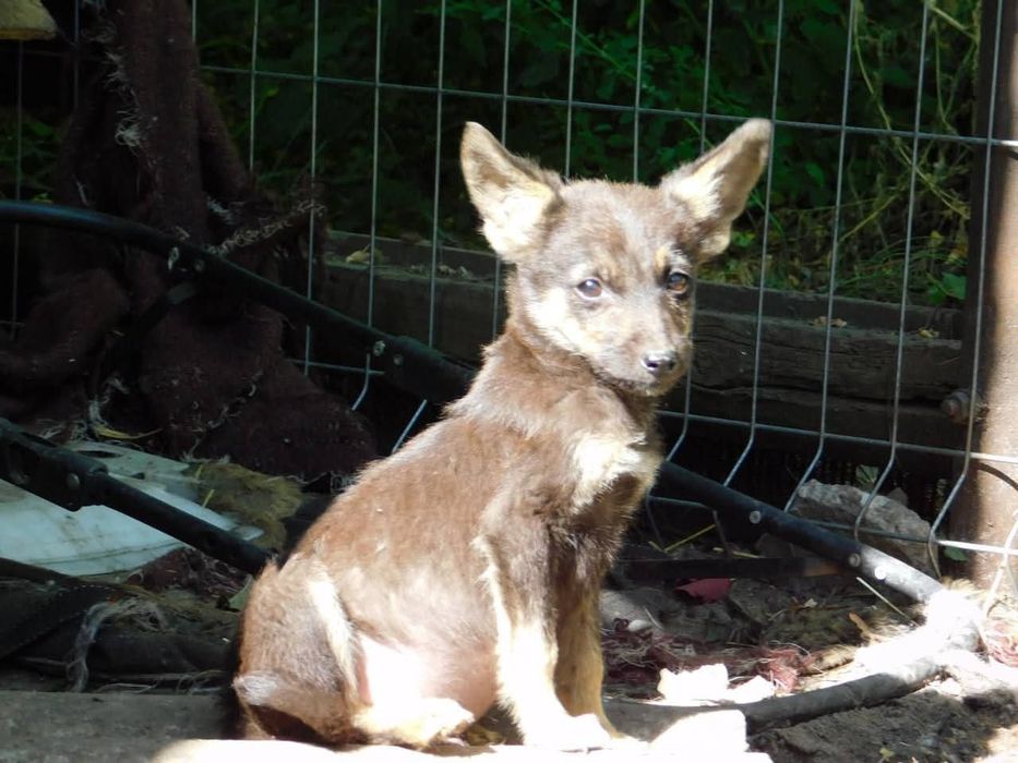 Шукаємо родину для цуценя.