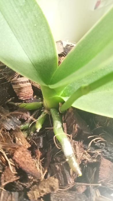 Орхідея фаленопсис Amabilis