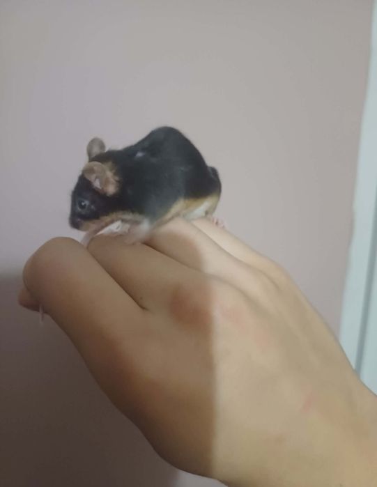 Oddam samiczki myszy