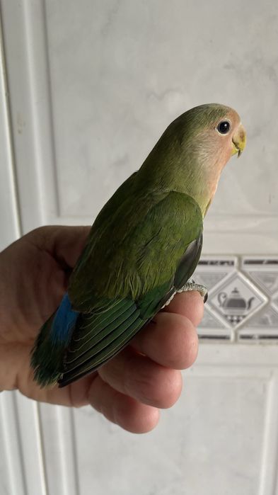 Agapornis domesticado