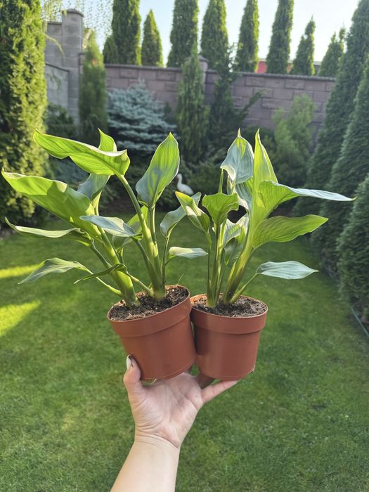 Алое стреліція монстера варієгатна кактус хавортія астрофітум вазон