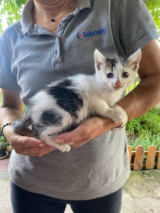 Кошеня шукає сім’ю