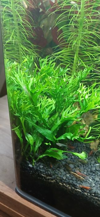 Microsorum Windelov