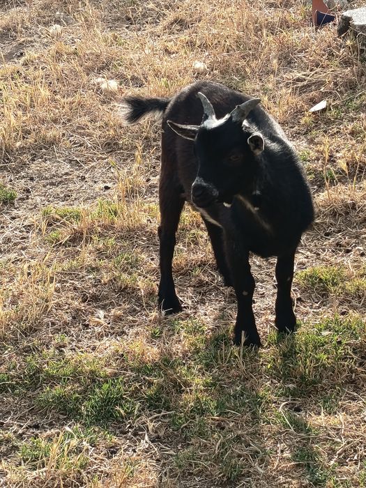 Casal Cabras anas irmãos com 4 meses