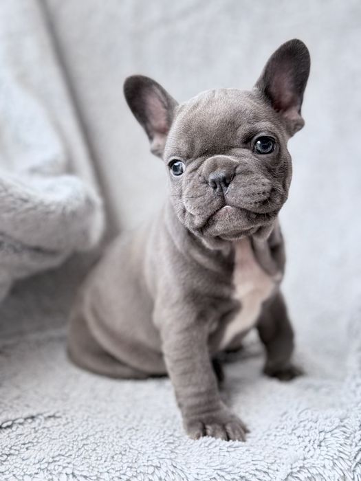 Buldog Francuski szczeniak