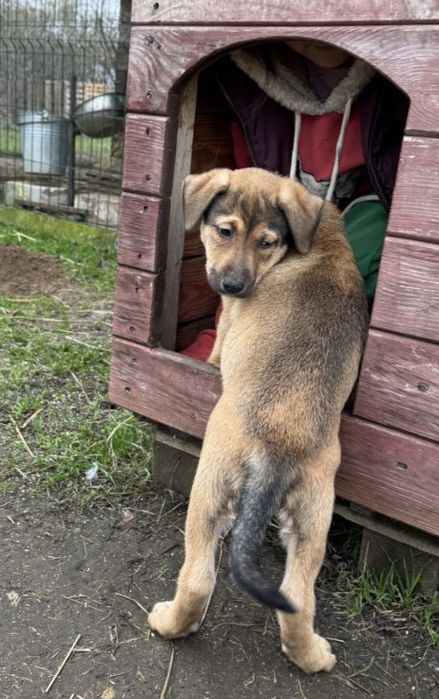 Отдам даром в добрые руки щенка метис овчарки и алабая