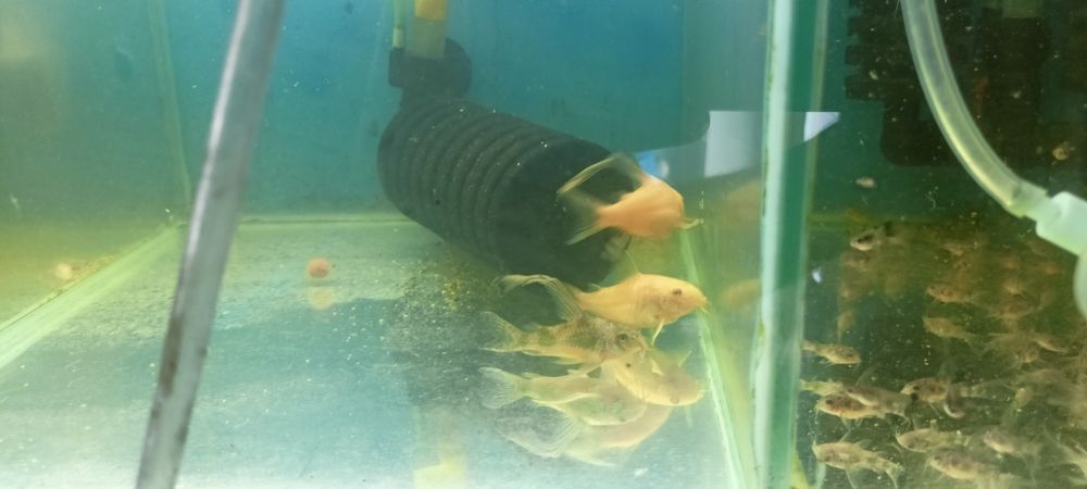 Sprzedam kirysy, kiryski pstre