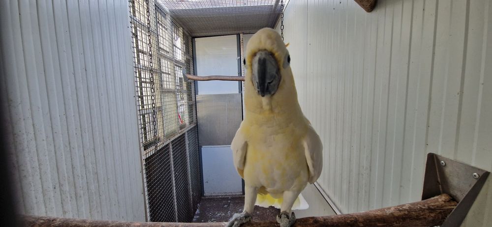Cacatua citrinocristats