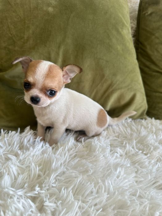 Chihuahua  Mini  Menino .Cabeça de maçã. Perfeito!