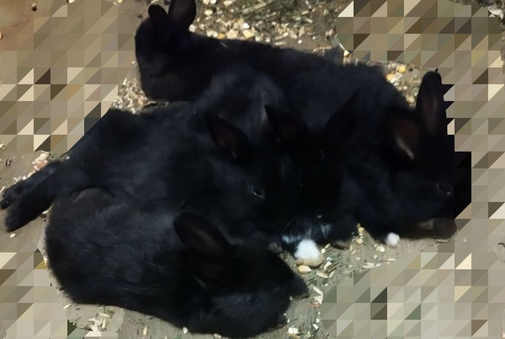 Króliki miniaturki oddam za darmo