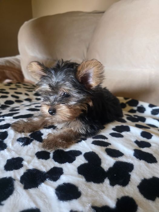 Yorkshire Terrier chłopczyk