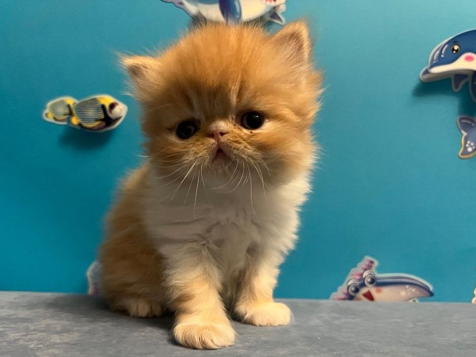 Персидські кошенята