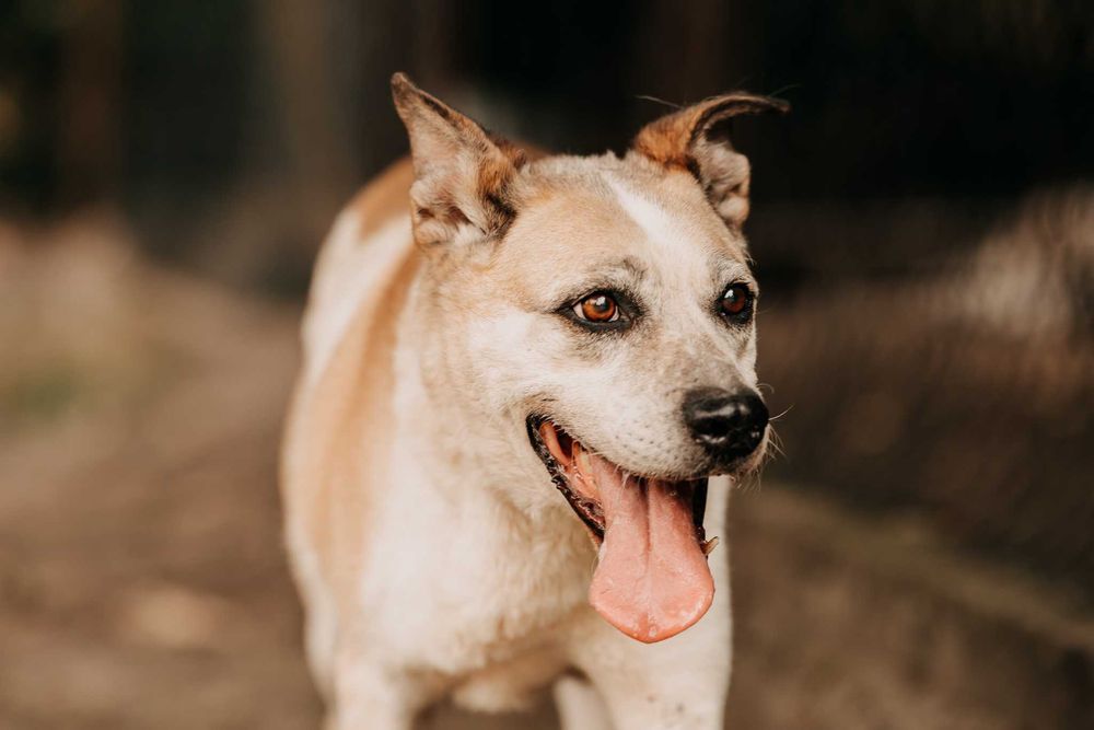 Podobno w moich oczach można się zakochać... - Bastek