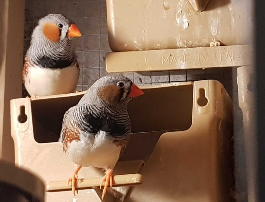 Mandarins muito lindos