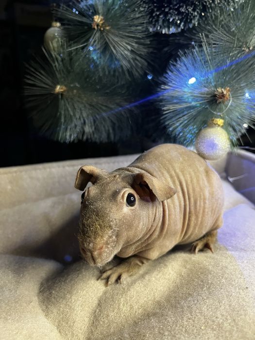 Морская свинка (скинни)