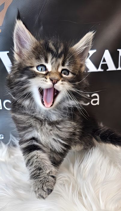 Хлопчик Гепард шоу класу