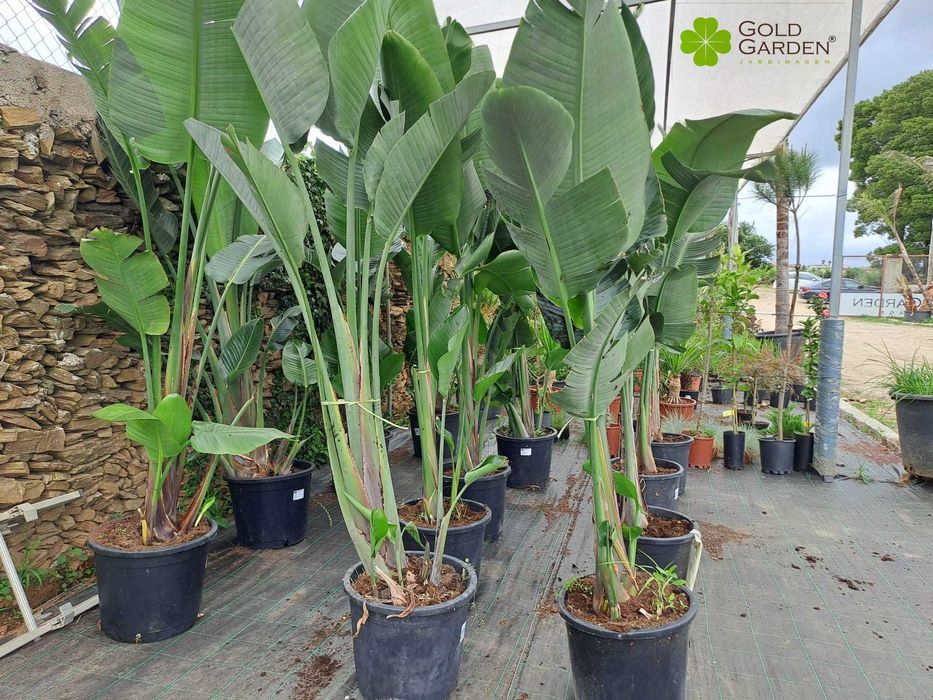 Estrelícias Gigantes a Bom Preço